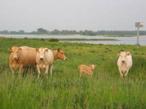 Koeien aan de Waal